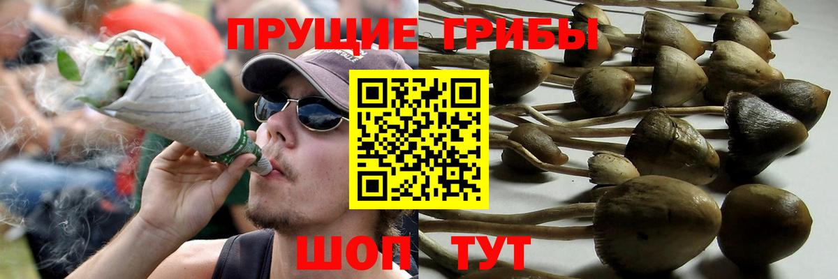 Псилоцибиновые грибы Psilocybe Саянск